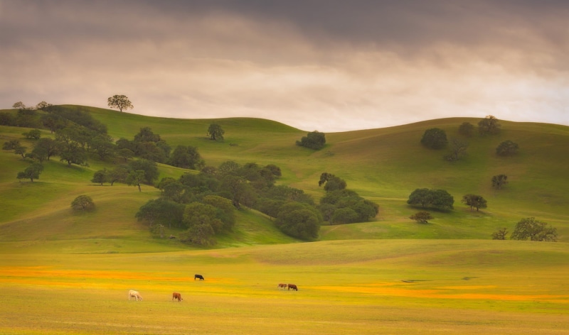 Highway 25, Spring, summer, Ranch, grasslands, outdoors, grass, landscape, Pasture, Local Color, meadow, farm, scenics, hill, Pinnacles, field, nature