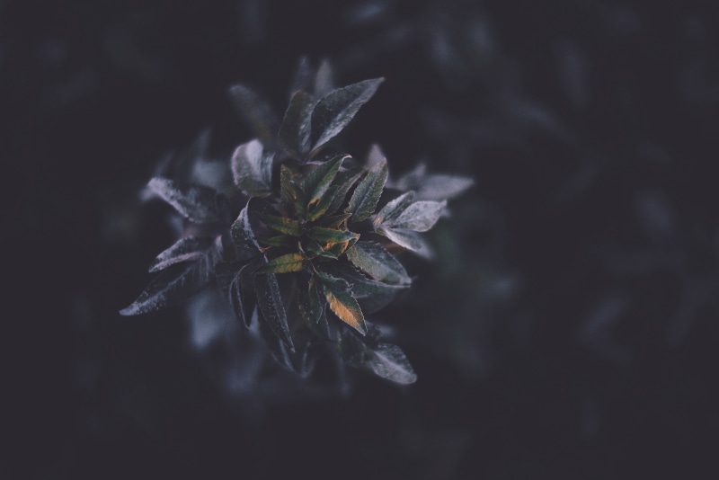 growth, violet, day, fragility, inflorescence, flower, dark, nature, vulnerability, plant, selective focus, outdoors, no people, petal, pollen, photo, shallow