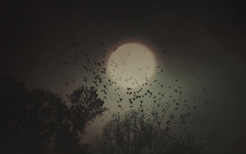 nature, silhouette, tree, no people, full, animals in the wild, animal wildlife, animal, dark, vertebrate, beige, Moon, moonlight, flying, animal themes