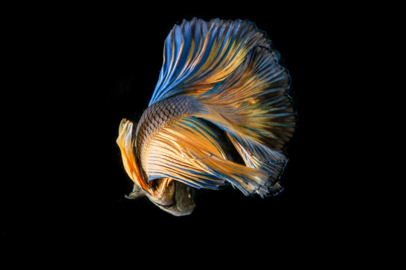 yellow, tail, underwater, nature, beta, indoors, 5K, animal themes, close-up, animal wildlife, pets, swimming, vertebrate, fighting fish, marine, tail fin