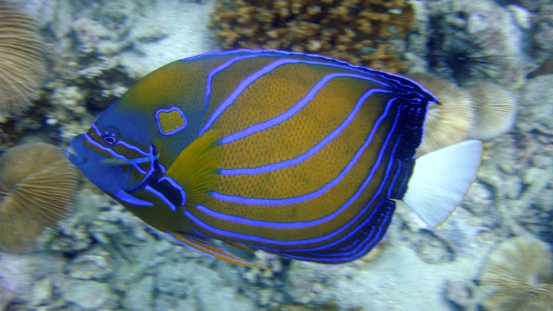 sea life, angelfish, yellow, life, underwater, no people, animal wildlife, sea, animals in the wild, saltwater, 2K, thailand, marine, fin, coral, aquatic