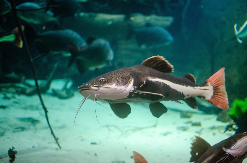 animal themes, reef, sea Life, aquatic, water, animals in the wild, sea, tailed, Phractocephalus hemioliopterus, red, animal wildlife, animal, scuba Diving