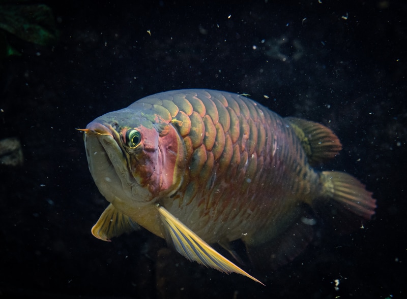 underwater, vertebrate, aquatic, water, colorful, transparent, sea life, fish, 5K, swimming, animal wildlife, animals in the wild, animal, marine, swim