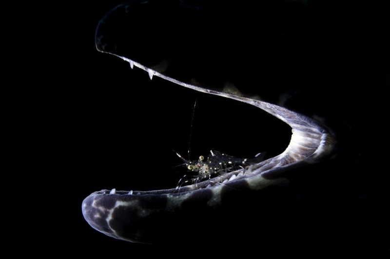 sea, 480P, underwater, photography, close-up, animal wildlife, decor, Liang Fu, sea life, invertebrate, white, animal, water, vertebrate, fish, studio shot