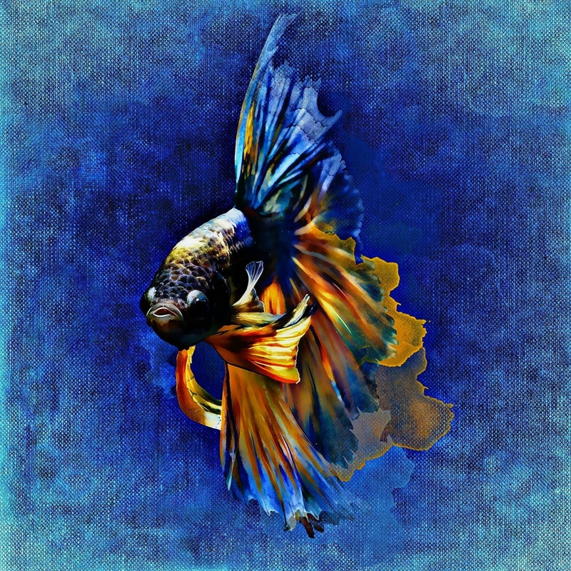 underwater, no people, insect, multi Colored, fighting fish, pollination, nature, colorful, animal, flower, painting, flower head, marine, fighting, close-up