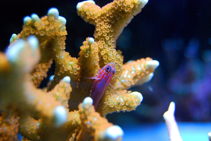 close-up, water, no people, underwater, coral, animal themes, animal wildlife, beside, colorful, guppy, invertebrate, red, animals in captivity, 4K, marine