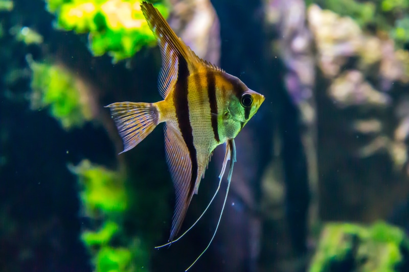 no people, profile view, undersea, shot, aquatic, aquarium, glass - material, water, macro, sea, fish, marine life, underwater, focus on foreground, animals in the wild