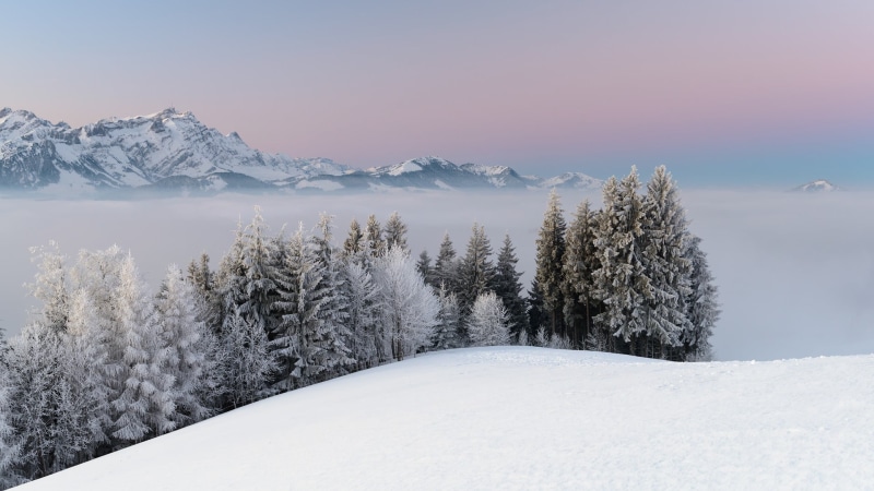 evergreen tree, pine tree, landscape, land, beauty in nature, coniferous tree, ice, plant, scenics - nature, snowcapped mountain, trees, snowcapped, forest