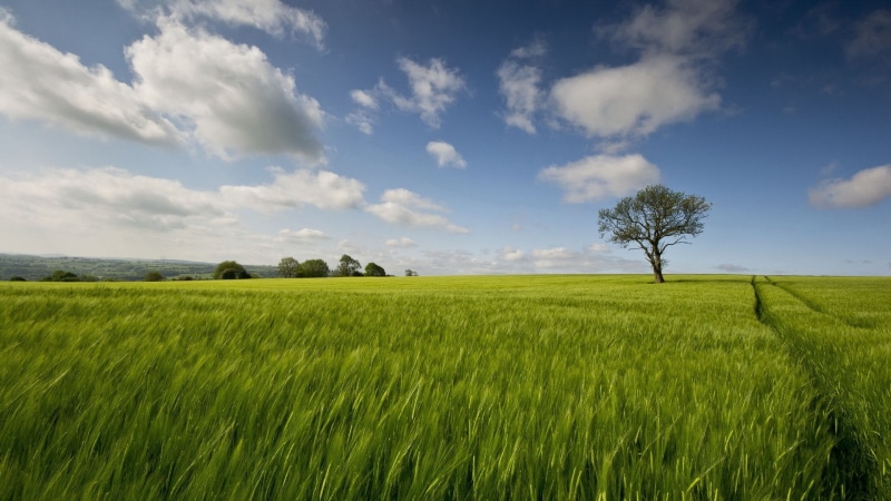 tranquil scene, environment, crop, rural scene, plant, nature, beauty in nature, agriculture, growth, landscape, rolling landscape, 1080P, field, sky