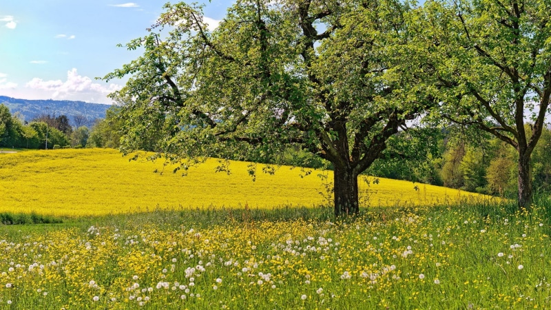 beauty in nature, plant, nature, environment, outdoors, land, yellow, scenics - nature, flower, spring, field, landscape, green color, hd image of nature for pc 1920x1080