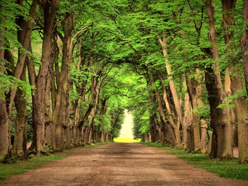 arboles, camino, naturaleza, 720P, carretera