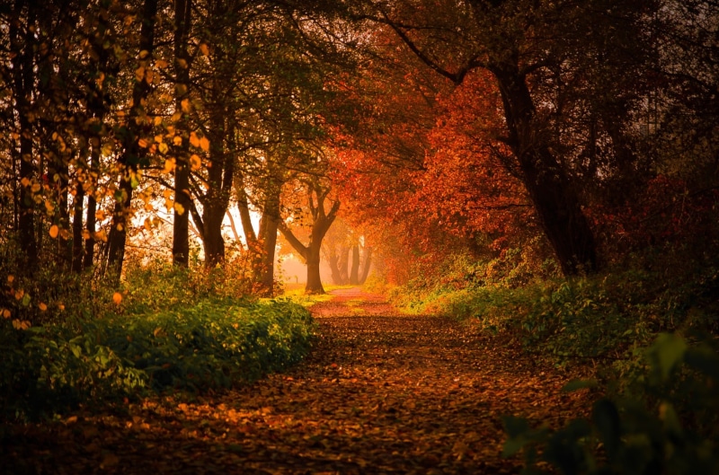 paisaje, bosque, 1080P, naturaleza