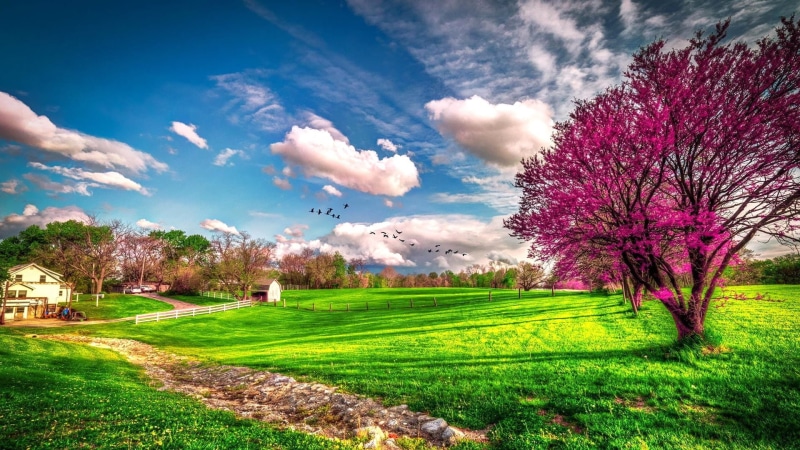 paisaje, valle, arbol, 1080P, naturaleza, primavera