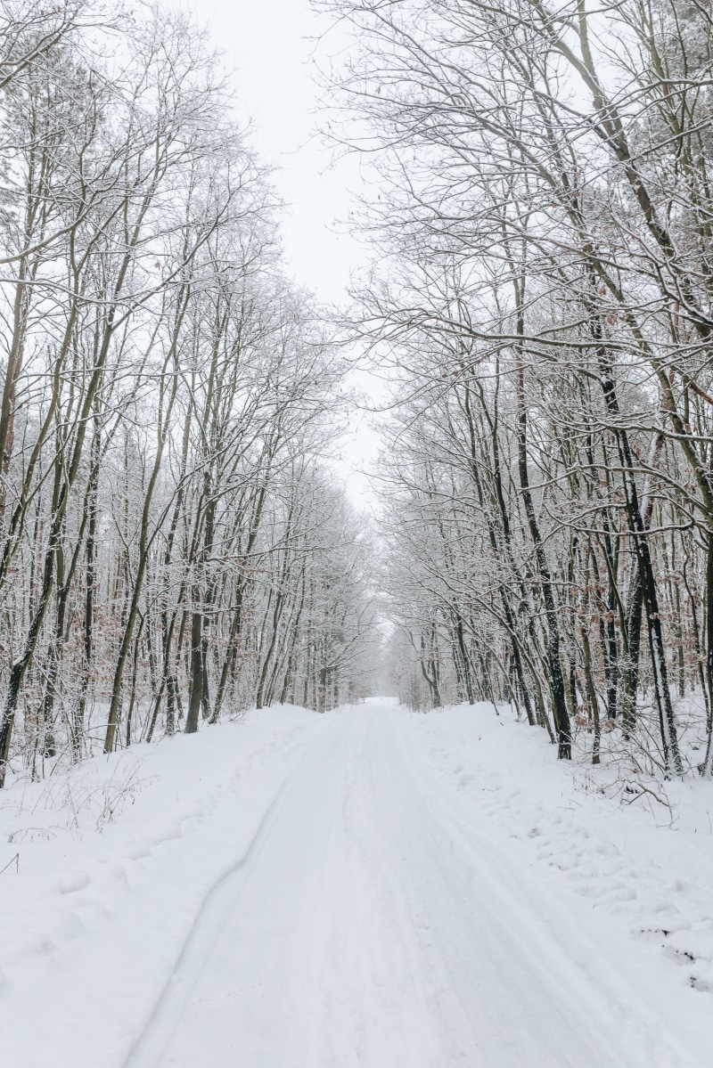extreme weather, bare tree, nature, the way forward, no people, long, treelined, road, tree, outdoors, trees, way, snowy, snow, white color, forest, day