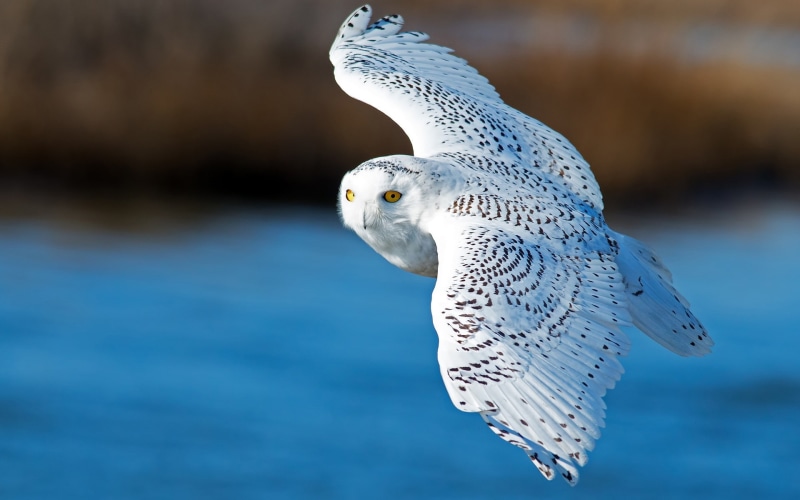 Flying, 1080P, Wings, Snowy, Owl