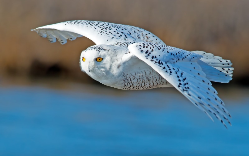 flying, white, owl, white owl, 1080P