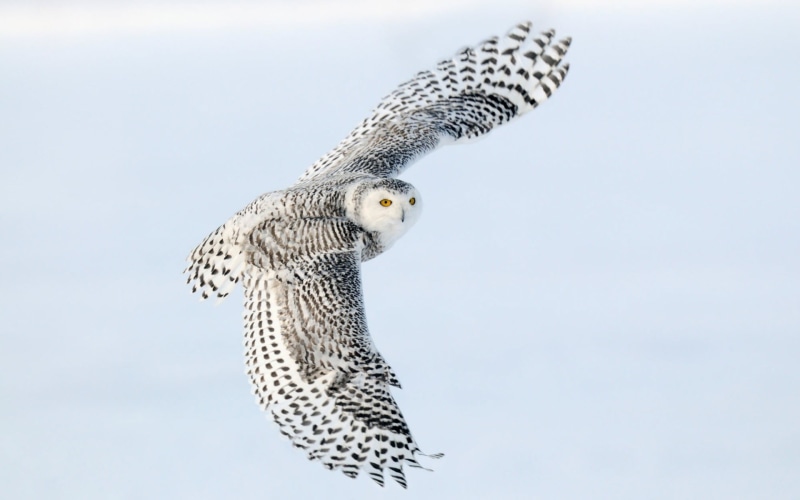 one Animal, copy space, looking, snowy, animal themes, 1080P, animal markings, animals Hunting, flying, spotted, wings, animals In The Wild, low angle view