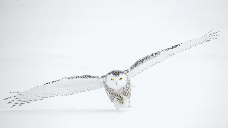 no people, wing, animal body part, flying, animals in the wild, white backgrounf, winter, portrait, beak, one animal, animal themes, landing, snow, snowy owl