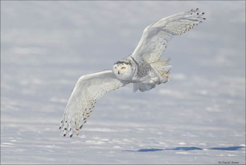 flying, owl, focus on foreground, wildlife, outdoors, no people, mid-air, animal themes, bird, nature, vertebrate, bird of prey, white owl, winter, spread wings