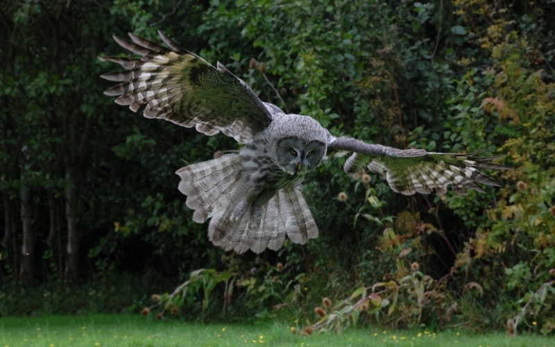 animal Eye, 1080P, outdoors, animal wildlife, beauty In Nature, bird, tree, animals In The Wild, focus on foreground, looking, close-up, no people, flight