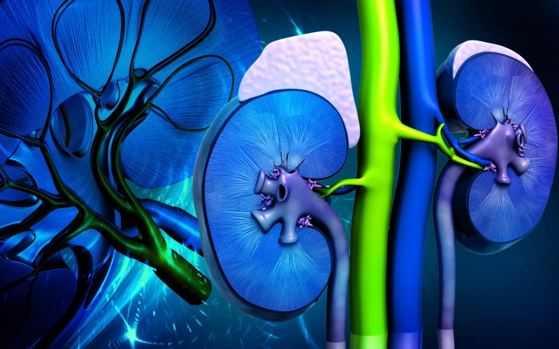 colors, 2K, kidney, body