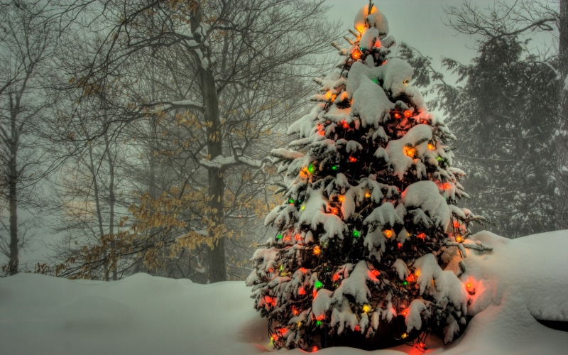 snow, christmas lights, pine trees, 2K, winter, New Year
