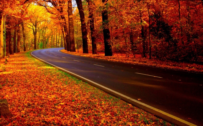 vanishing Point, color Image, tranquil scene, forest, season, street, autumn collection, red, day, beauty In Nature, land, gold Colored, highway, the way forward