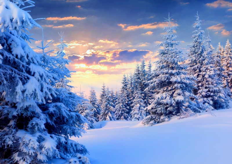 2K, landscape, trees, snow, forest, winter, nature, sunset, pine trees