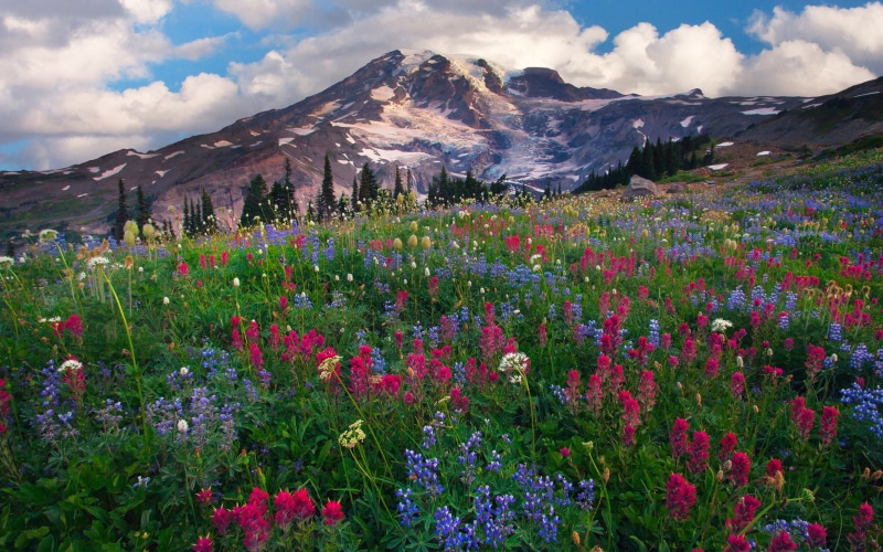red, wildflowers, highest, mount, 1080P, nature, mountain, blue, landscapes, rainier, washington, lupine