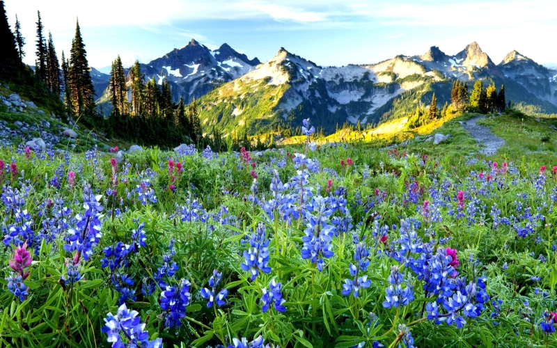 range, android, mt, landscapes, tatoosh, iphone, 4K, mobile, hd, wildflowers, rainier, sunrise, spring, washington, park, national