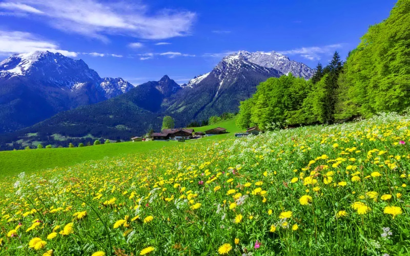 forest, mountains, peaks, landscape, pine, meadow, backgrounds, desktop, yellow, grass, mountain, snowy, white, blue, flowers, green, 4K, beautiful