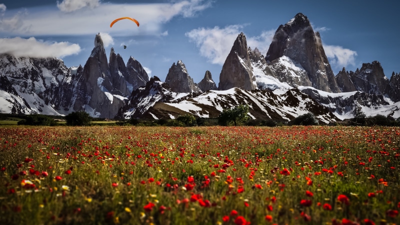 patagonia, cerro chalten, flora, el chalten, cerro fitzroy, landscape, flower, argentina, rock formation, mount scenery, wildflower, paragliding, nature