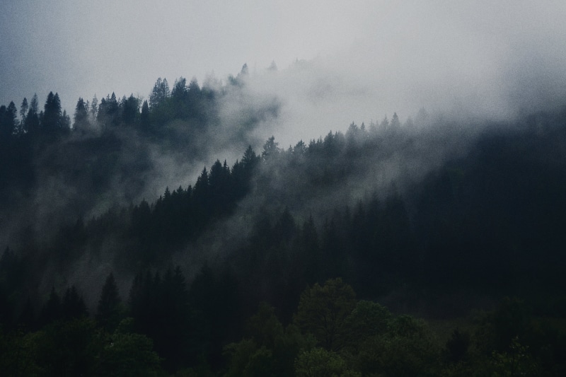 outdoors, trees, plant, winter, pine woodland, cold, wilderness, mist, travel, growth, snow, sky, mountain, environment, scenics - nature, nature, land