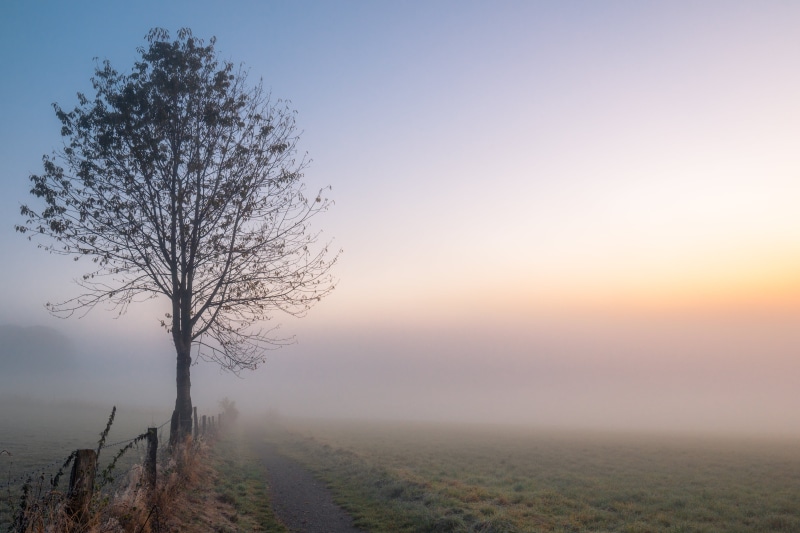 photography, Fall, nature, tree, landscape photography, DE, foggy, 4K, Deutschland, outdoors, Canon  EOS  70D, mist, dawn, path, sky, field, sunset, Nordrhein-Westfalen