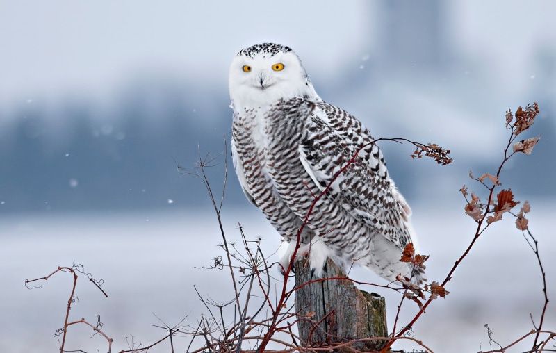 winter, 1080P, stump, branches, snowy owl, snow, bird