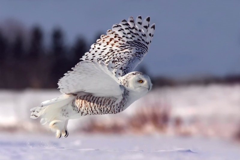 white owl, winter, 1080P, owl, flight, snow, the rise, snowy owl