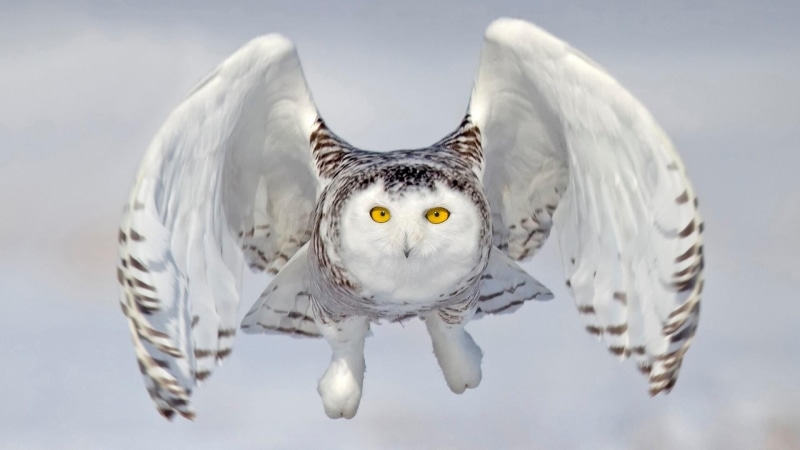 owl, flying, motion, spread wings, flight, bubo scandiacus, portrait, bird, 1080P, animal eye, animal wildlife, yellow eyes, mid-air, looking at camera