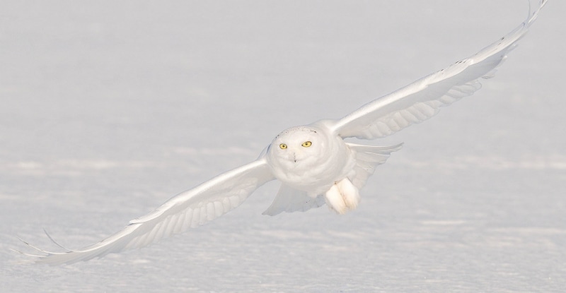 animal themes, outdoors, camouflage, animals hunting, animals, yellow eyes, animal wing, copy space, flying, animal wildlife, white, birds, animals in the wild