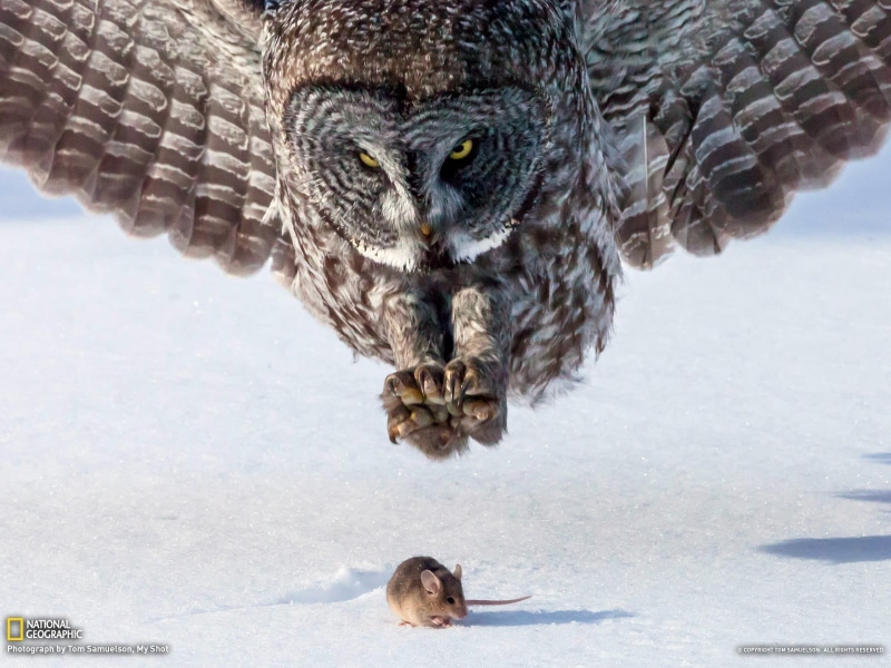 hunting, brown, focus on foreground, vertebrate, one animal, eagle, animal themes, falcon - bird, birds, close-up, mouse, outdoors, animals in the wild