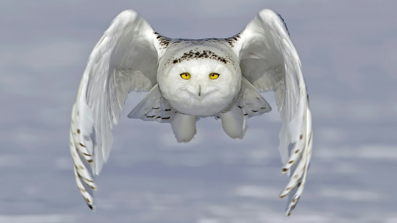 eagle, bird, snowy owl, flying, wing, fly, vertebrate, animal body part, spread wings, animal themes, animals in the wild, owl, day, animal, no people