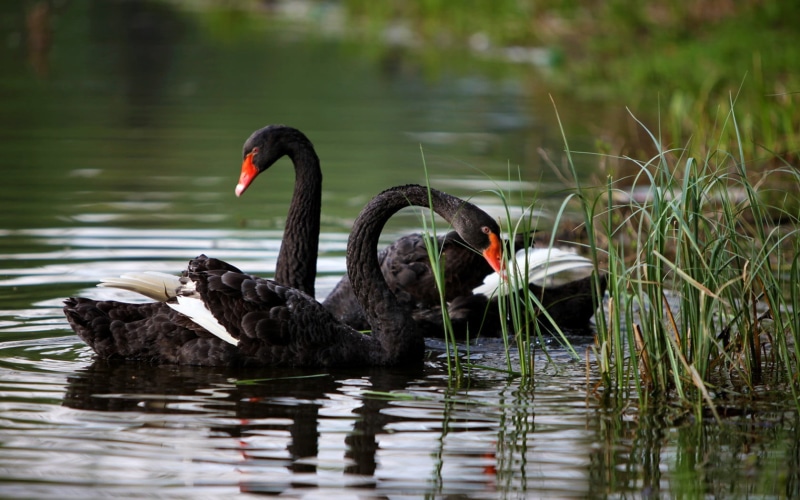 birds, animal themes, white, animals, swan, ripples, day, no people, animal, black swan, two, waterfront, bird, black, animal wildlife, nature, reflection
