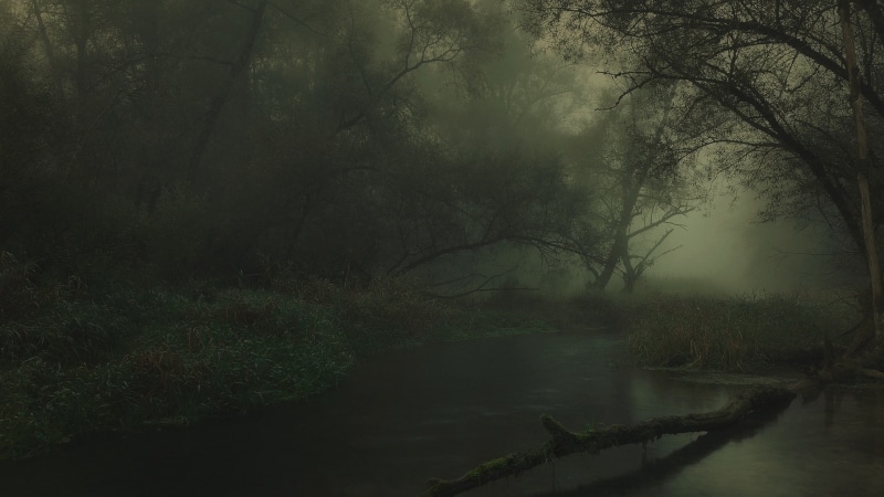 beauty in nature, river, fog, lake, trees, dark, Germany, growth, forest, plant, reflection, shrubs, water, tranquility, scenics - nature, tree, reeds