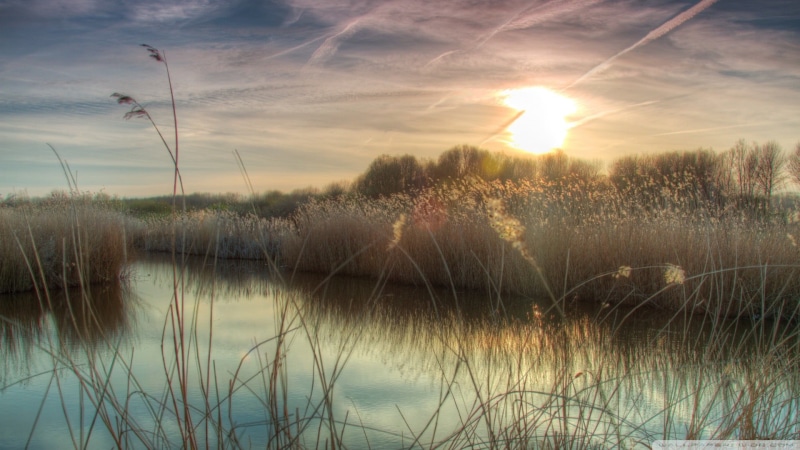 scenics - nature, nature, landscape, non-urban scene, outdoors, beauty in nature, cloud - sky, sun, grass, river, environment, blue, flower, sky, timothy grass