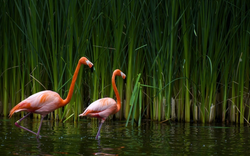 flamingos, plant, animal, reflection, water, 1080P, reeds, animal themes, day, no people, freshwater bird, waterfront, flamingo, animal wildlife, beauty in nature
