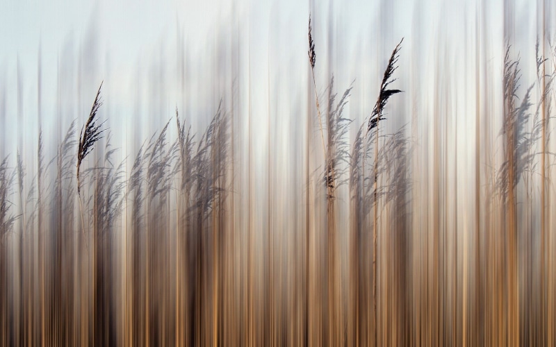 reeds, plants, 1080P