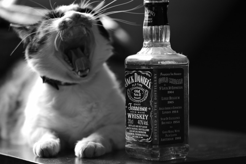 mouth open, no people, transparent, tennessee, whiskey, animal, whisker, glass - material, focus on foreground, animal themes, bottle, container, text