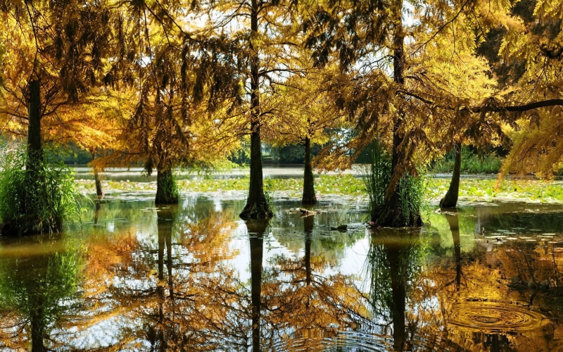 tranquility, waterfront, growth, outdoors, white, painting, beauty in nature, brown, day, change, water, autumn, reeds, no people, tranquil scene, fall