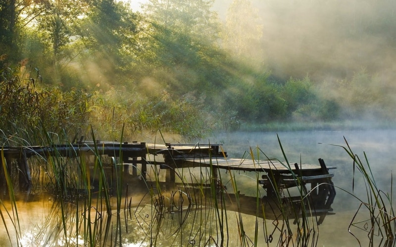 tranquility, reeds, fog, calm waters, morning, forest, reflection, smoke - physical structure, tree, cloud - sky, 480P, scenics - nature, non-urban scene