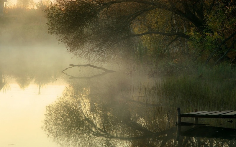 waterfront, tranquility, plant, reeds, trees, tranquil scene, nature, no people, growth, body, 720P, tree, mist, reflection, lake, dock, fog, beauty in nature