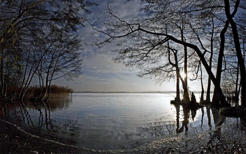 non-urban scene, tree, no people, white, water, trunk, outdoors, reeds, tranquility, beach, sky, lake, 1080P, plant, beauty in nature, reflection, tranquil scene